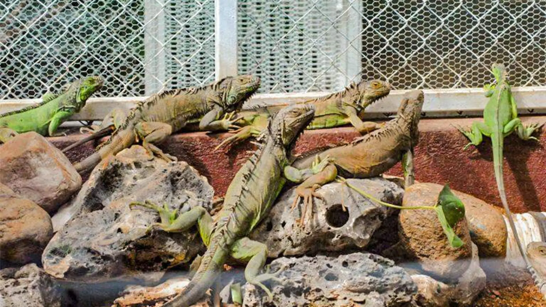 Iguanas parque papagayo